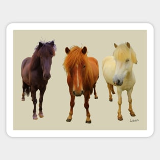 Three Icelandic horses Sticker